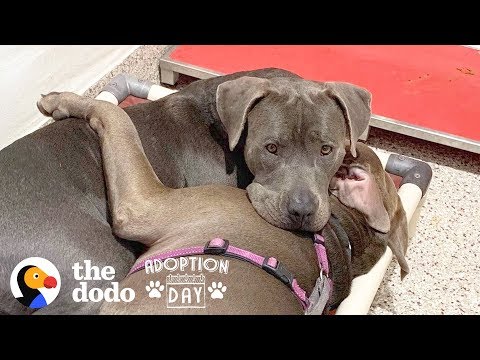 Dois cães inseparáveis encontram finalmente uma família