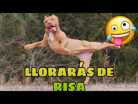 Animais muito engraçados do momento