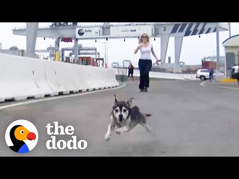 Ninguém conseguia apanhar este cão