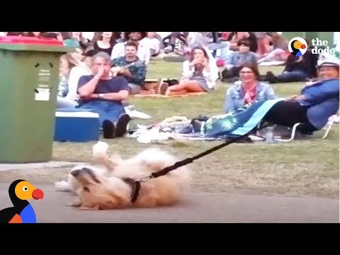 Cão faz-se de morto para não sair do parque