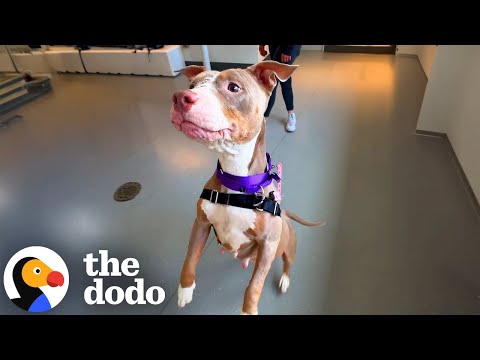 Produtora surpreende cães de abrigo com banquetes