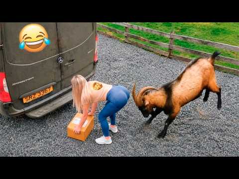 Quando os animais voltam a surpreender