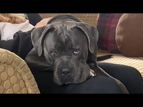 A reacção comovente de um cão de abrigo ao ser adoptado