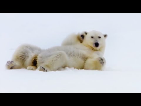 Os 5 momentos mais disparatados de animais