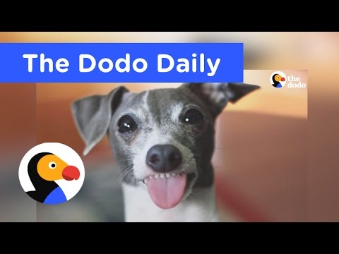 Vídeos de animais para alegrar o dia