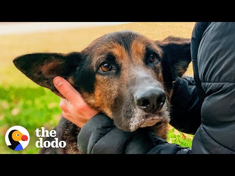 O cão sénior que surpreendeu toda a gente
