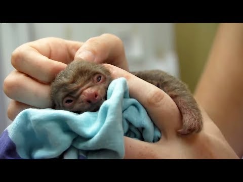 Os bebés animais mais fofos do mundo
