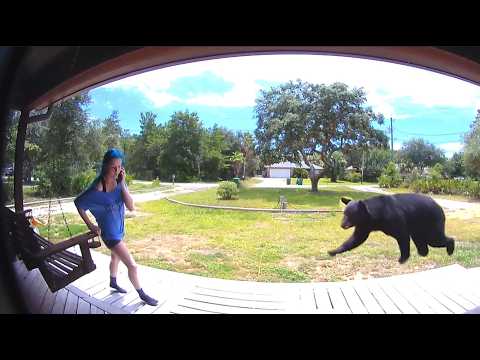 Encontros de animais selvagens que dão mesmo vontade de rir