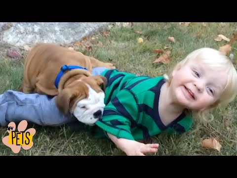 Momentos ternurentos e cómicos com cães e gatos