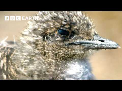 Momentos extraordinários do mundo animal