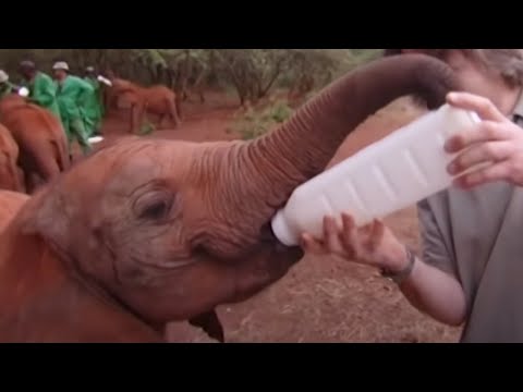 Momentos adoráveis de crias de animais