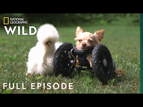 A chihuahua e a galinha: amizades improváveis