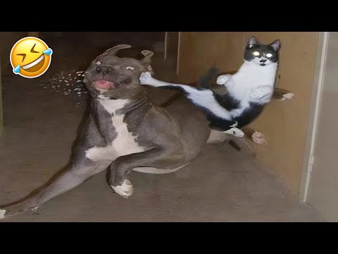 Os melhores animais engraçados de 2025