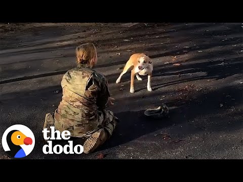 O reencontro de um cão com a mãe, um ano depois