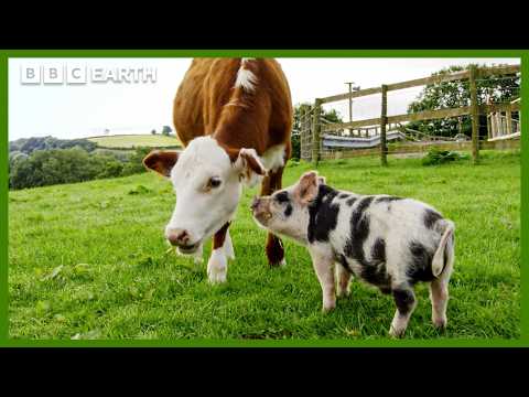 A improvável amizade entre animais de quinta