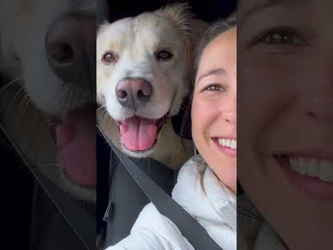 O cão que sentiu o bebé dar um pontapé