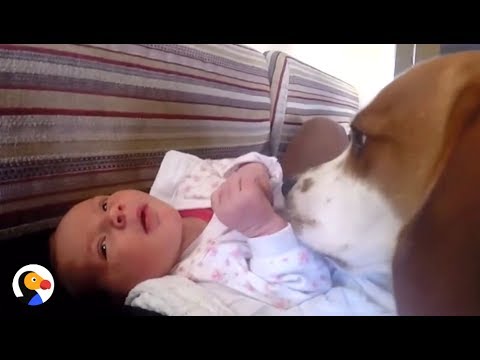 A reacção de um cão à nova irmã bebé