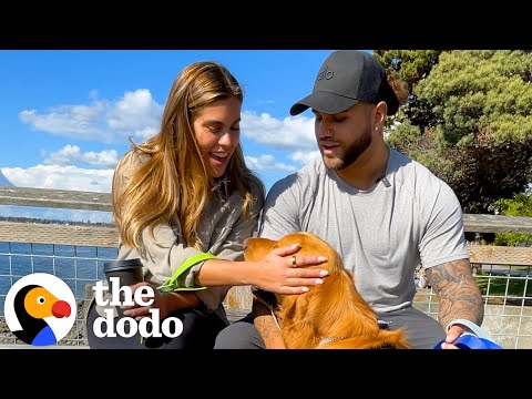 Casal que resgata cães oferece-lhes um dia inesquecível