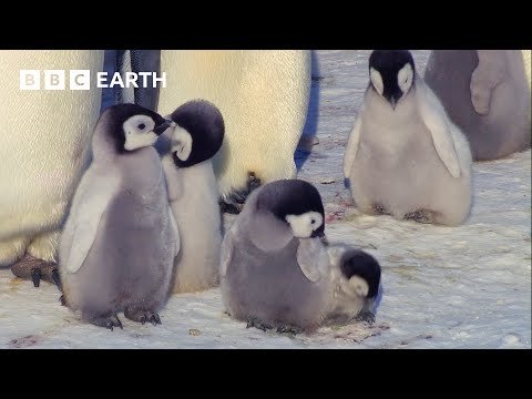Explorar o adorável mundo das crias de animais