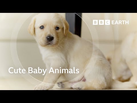 Explorar o mundo adorável das crias de animais