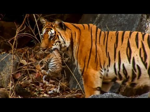 Cinco comportamentos animais captados por câmaras-espiãs