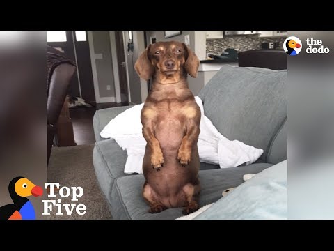 O dachshund com um gesto irresistível