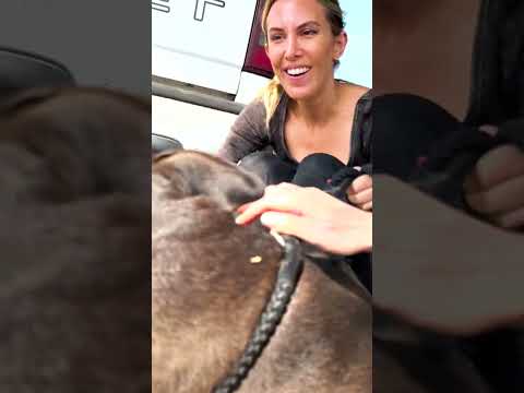 Cão resgatado não consegue esconder a felicidade