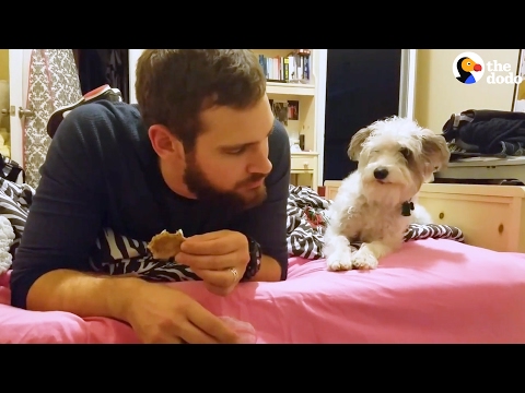 O cão que finge não querer o petisco