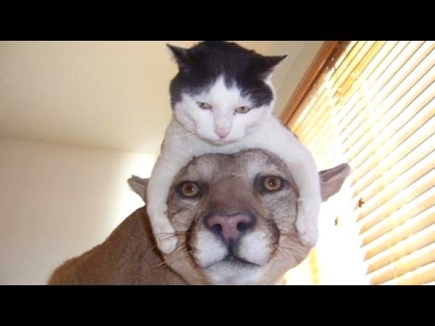 Animais muito engraçados — compilação