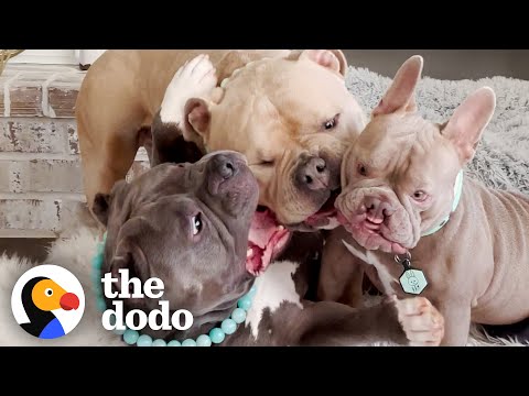 Férias em família com três crianças e três cães