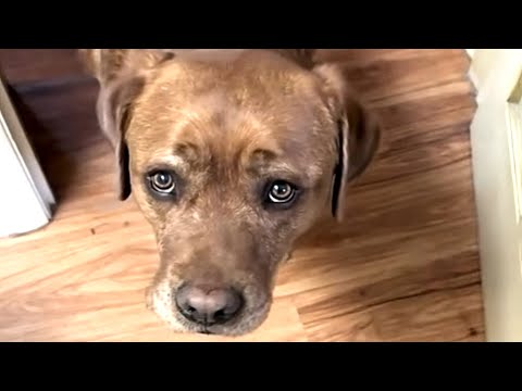 O cão de assistência que continua a cuidar da dona