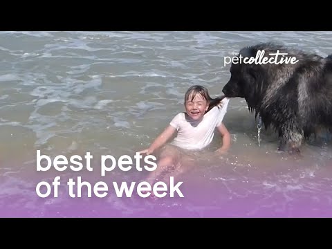 Os animais mais divertidos — selecção de vídeos