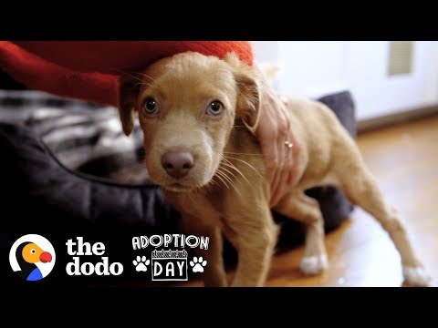 Duas irmãs cachorras são adoptadas por duas melhores amigas | The Dodo