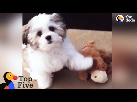 Cão aponta sempre para o seu melhor amigo