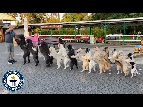 A mais longa conga de cães do mundo