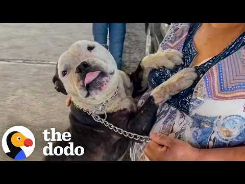 Cadela roubada reconhece a família dois anos depois