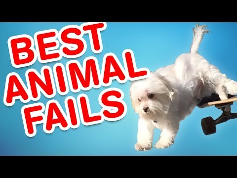 Falhanços divertidos com animais