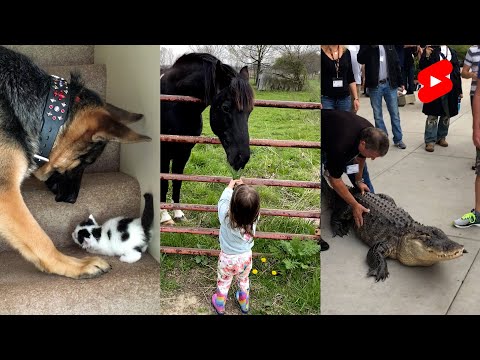 Os vídeos mais engraçados de animais