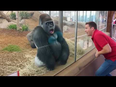 Animais apanhados em momentos hilariantes