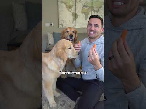 Um cão conhece a sua nova melhor amiga
