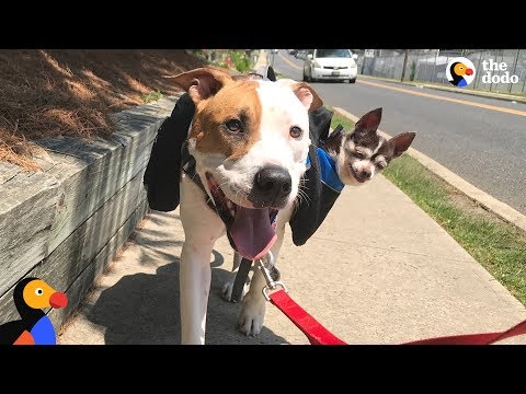 O cão que leva o melhor amigo sénior a passear