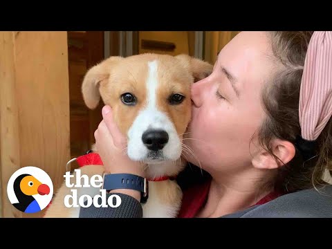 Cachorrinha de abrigo encontra uma família para sempre