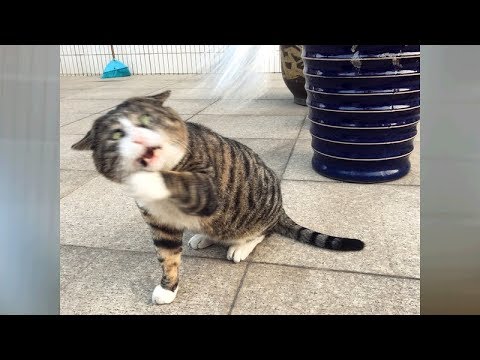 Momentos de animais que vão fazer-te rir