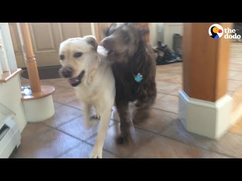 Dois cães voltam a encontrar-se