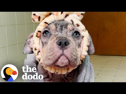 Toda a gente pensava que esta cadela era uma cachorrinha