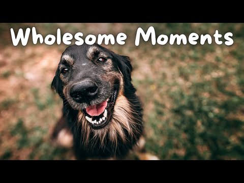 O cão mais honesto do mundo