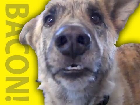 O cão e a provocação da comida