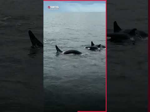 Orca salta diante de turistas no Mar do Norte