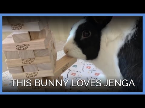 Coelho-resgatado torna-se mestre de Jenga