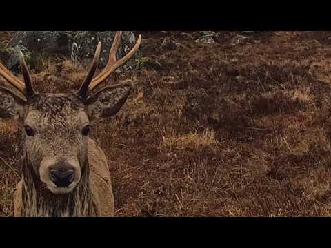 Veado aproxima-se da câmara nas Highlands